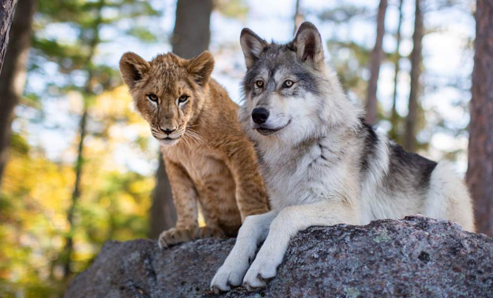 Волк и лев